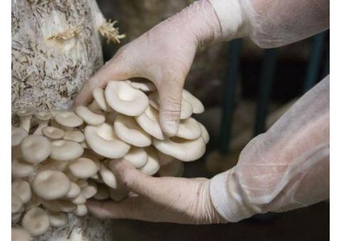 Продажа грибного производства