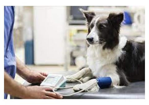 Ветеринарная клиника с аптекой в спальном районе