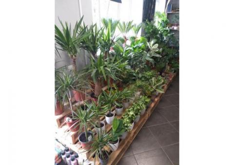 Салон цветов в центре Минска