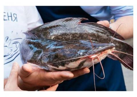 Приглашаем инвестора для разведения африканского сома