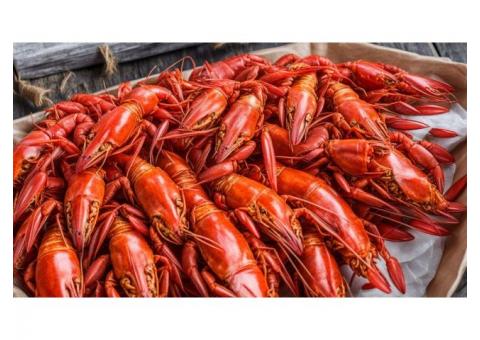 Бизнес в сфере доставки еды. Ра́ки, суши, пицца, шашлык