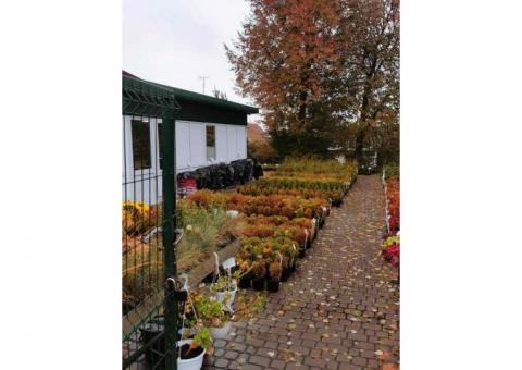 Торгово-выставочная площадка декоративных растений