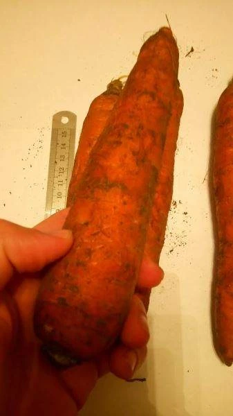 Поставки моркови из Украины