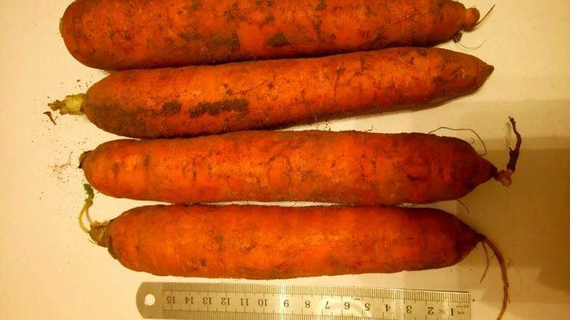 Поставки моркови из Украины